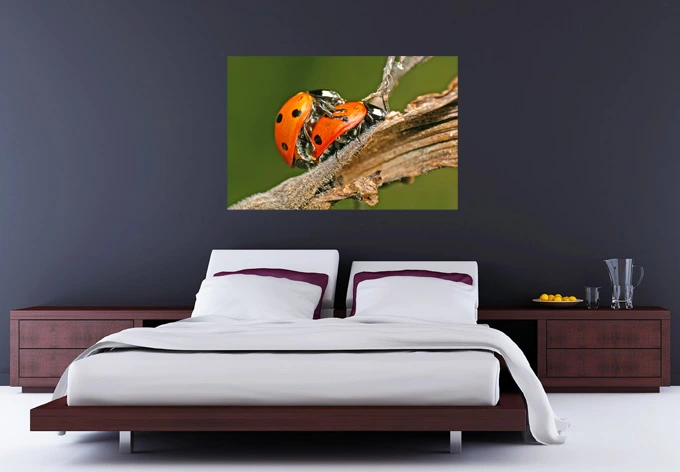 Zelfklevende Poster - Lieveheersbeestjes Liefde 