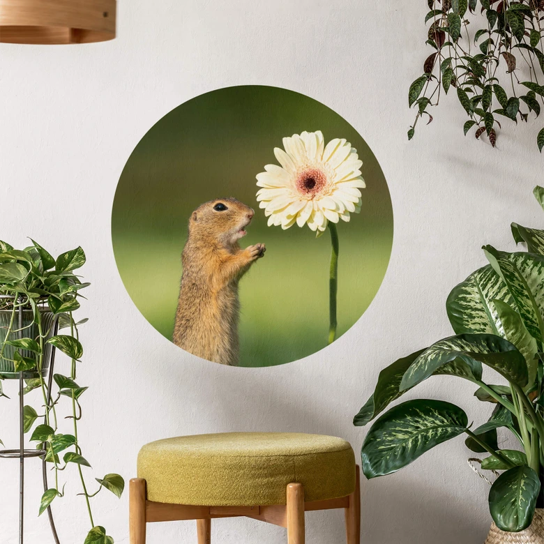 Wandtattoo van Duijn - Erdhörnchen mit Gerbera - Rund 