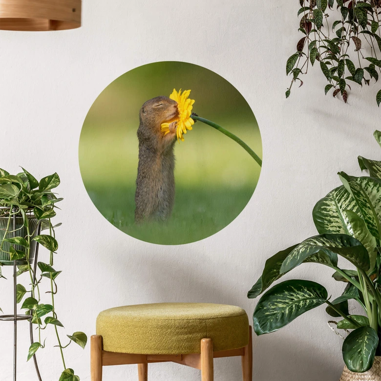 Wandtattoo van Duijn - Erdhörnchen riecht an Blume - Rund 