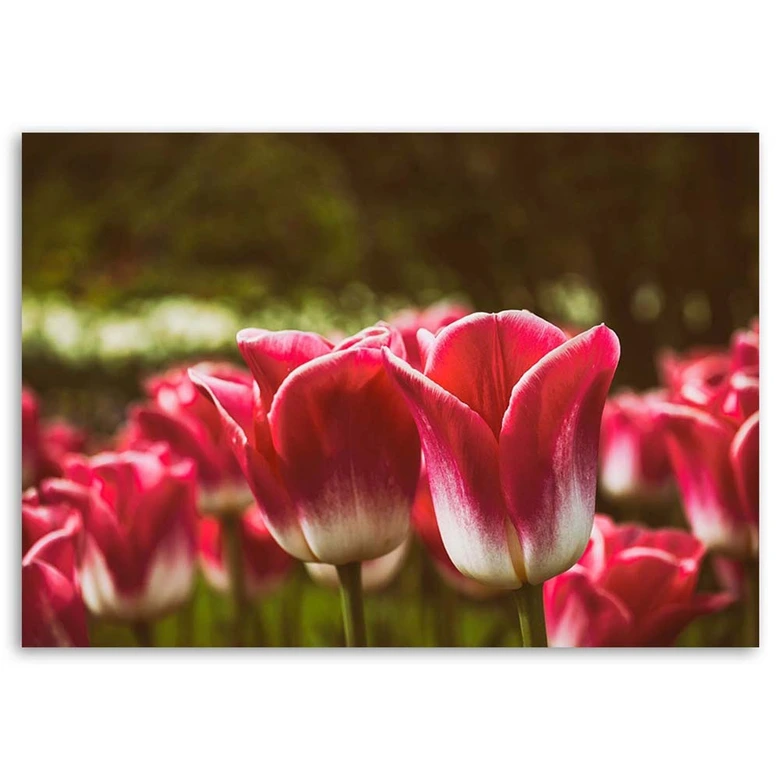 Leinwandbild, Blühende Tulpen 
