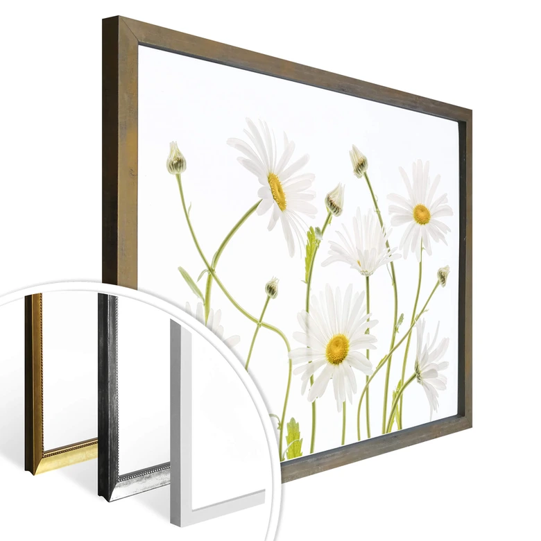 Poster Disher - Ox eye Daisies 