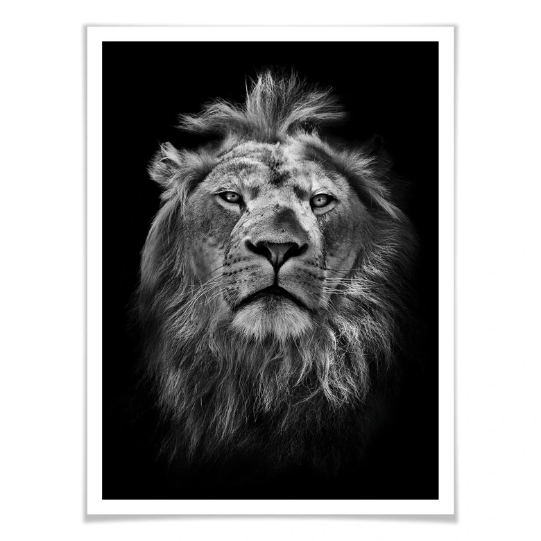 Poster Lion 