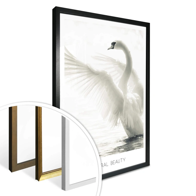 Poster Majestätisk svan - Naturlig skönhet 