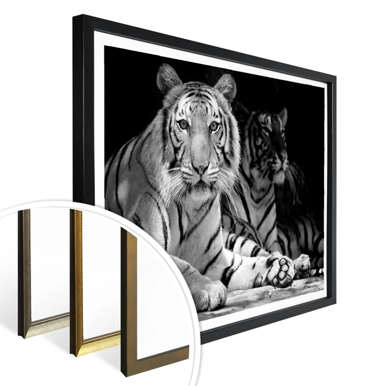 Poster Zwei Königstiger - schwarz/weiß 