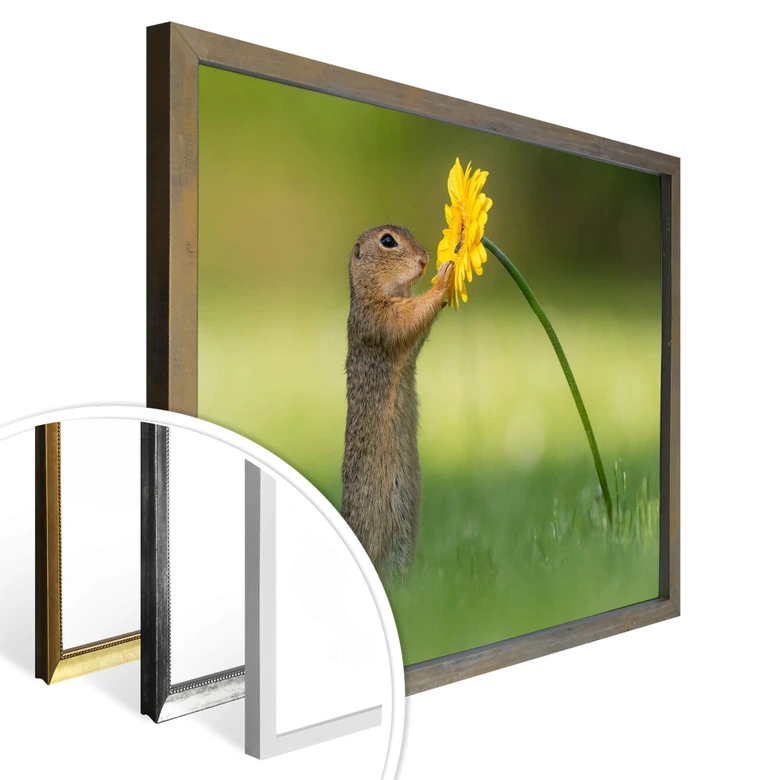 Poster van Duijn - Erdhörnchen hält Blume 