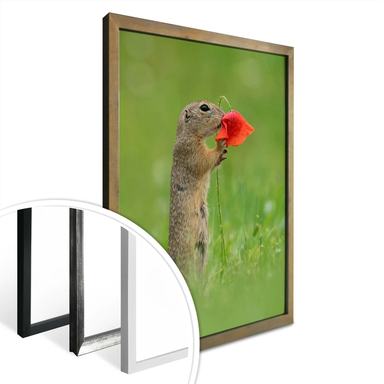 Poster van Duijn - Erdhörnchen mit Mohnblume 