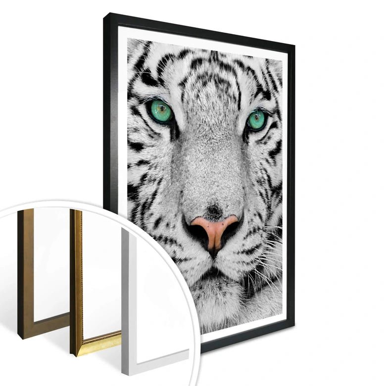 Poster Gorgeous Sumatran Tiger 