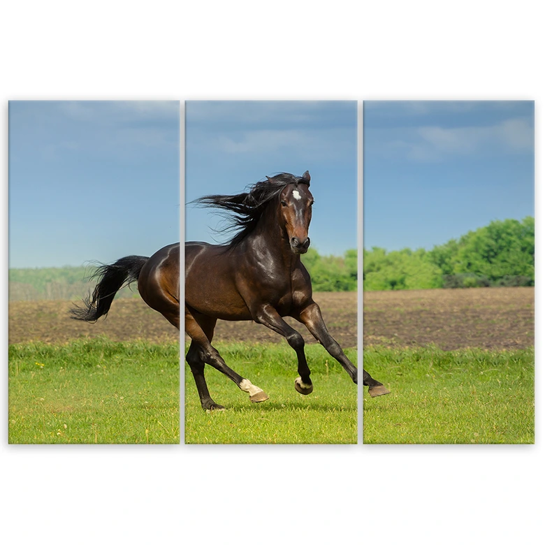 Leinwandbild 3-teilig, Pferdegalopp-Wiese 