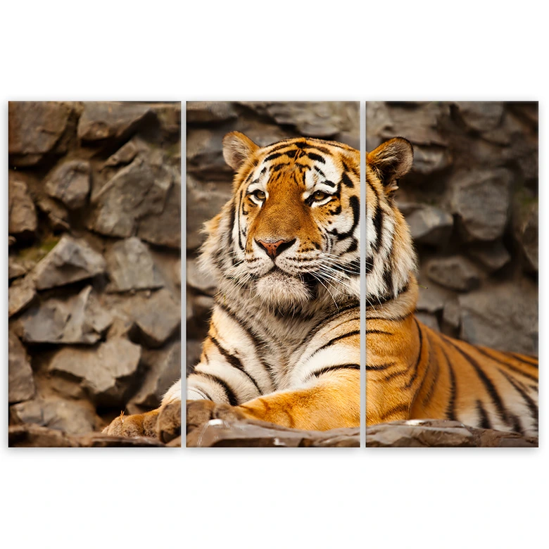 Leinwandbild 3-teilig, Afrika Tiger Tiere 