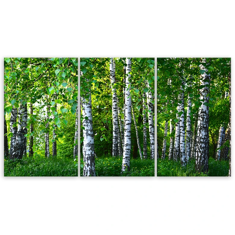 Leinwandbild 3-teilig, Birkenwald Grün 