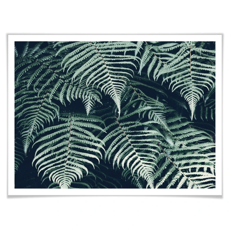 Poster Farn 02 