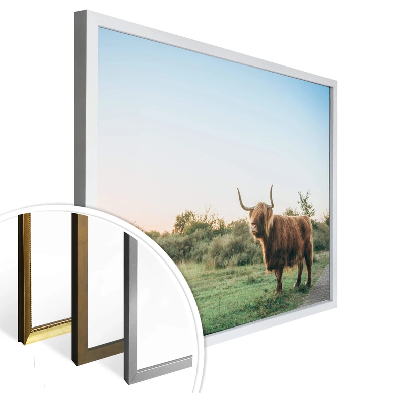 Póster Vaca de las Tierras Altas 01 