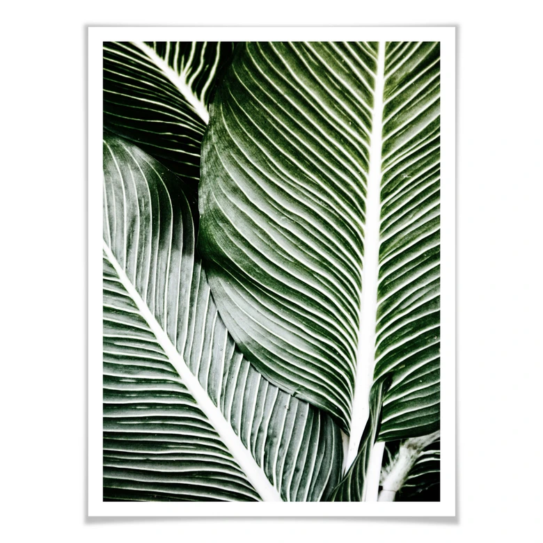 Poster Palm Tree Leaves 
