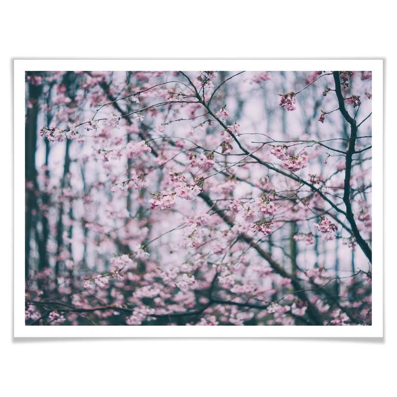 Poster Pink Flower Dream 03 