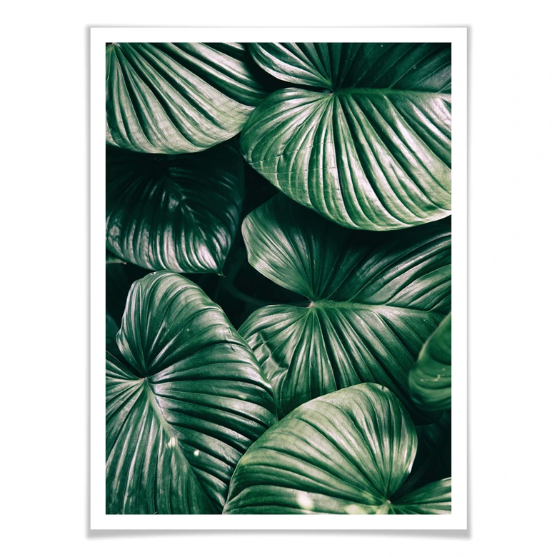 Affiche - Urban Jungle - Alokasie Calidora 