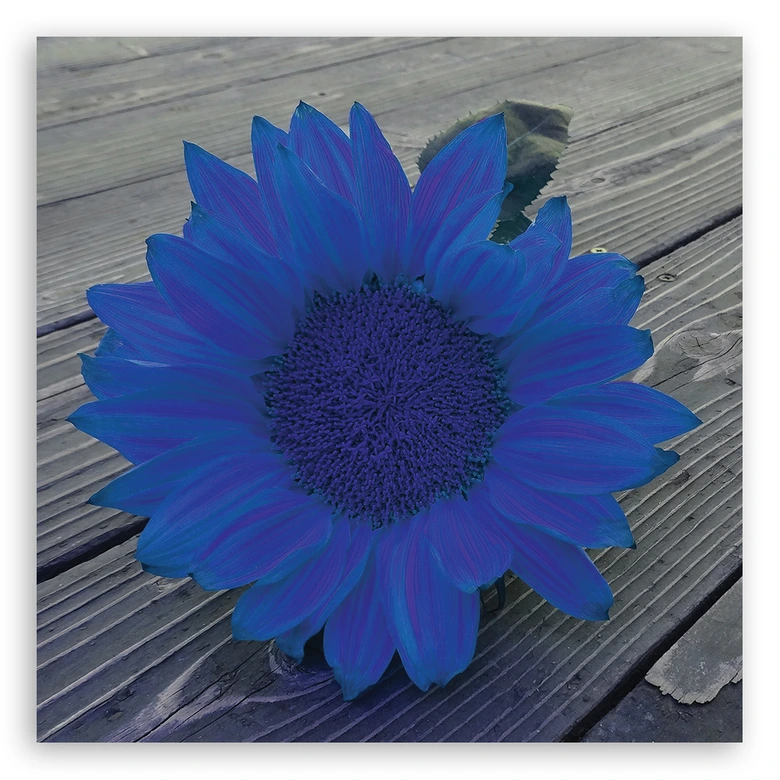 Leinwandbild, Blaue Sonnenblume 