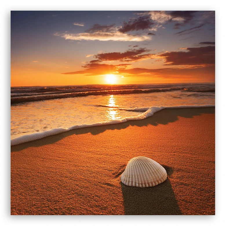 Leinwandbild Muscheln Natur 