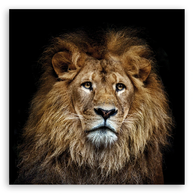 Leinwandbild, Majestätischer Löwe 