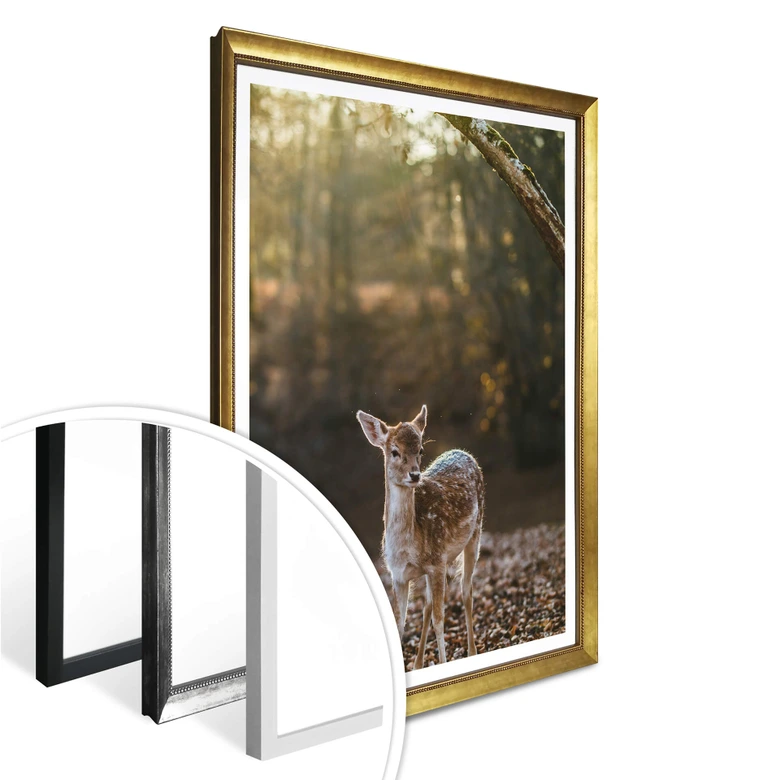 Poster Fawn 