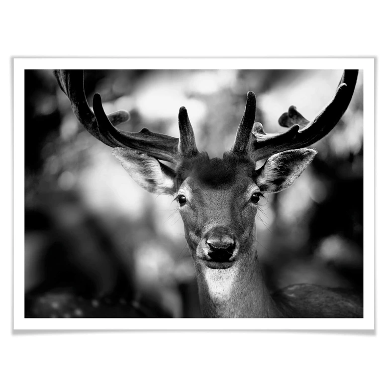 Poster Sandra - Jeune cerf 