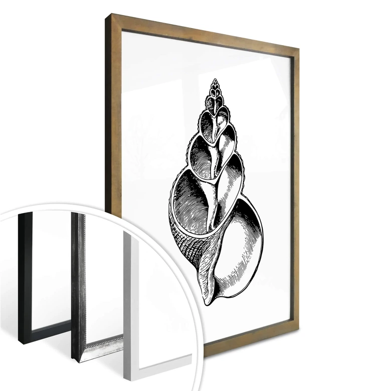 Poster Seashell 01 