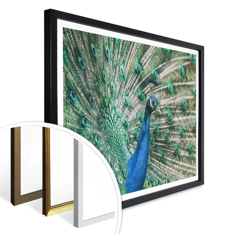 Poster Peacock 