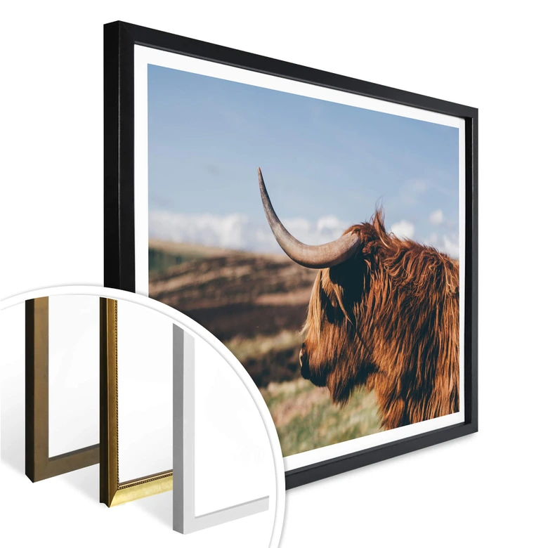 Poster - Highland Cow 02 