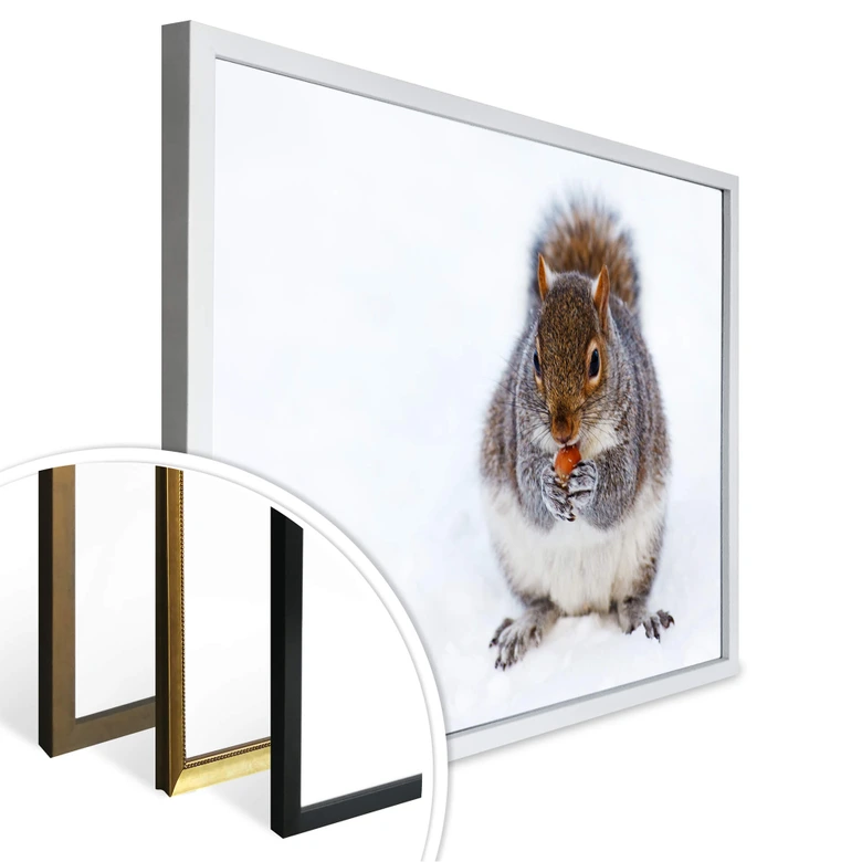 Poster - Eichhörnchen 04 