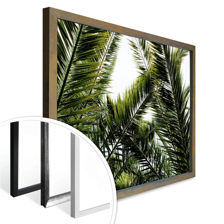 Poster Dattelpalme 