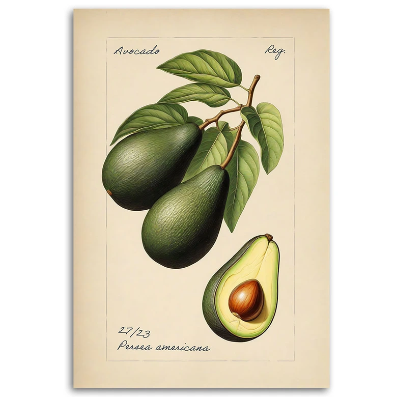 Leinwandbild, Obst Weinlese Avocado 