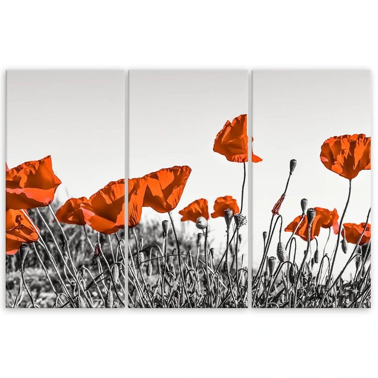 Leinwandbild 3-teilig, Roter Klatschmohn 
