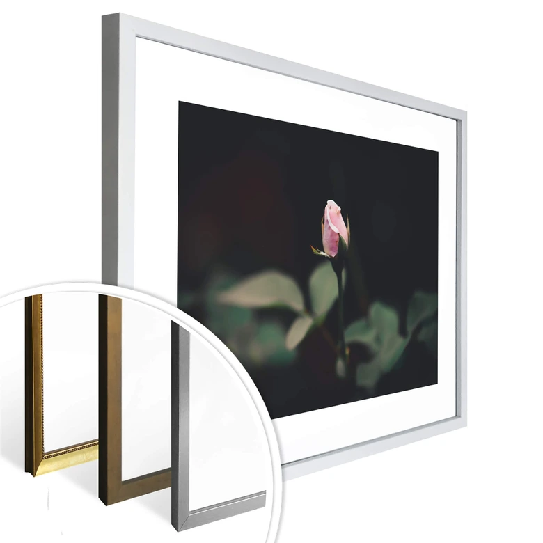 Poster Blüte einer Rose 