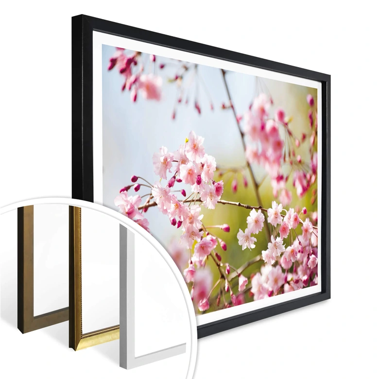 Poster Cherry Blossoms 