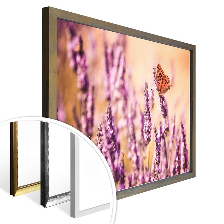 Poster Colombo - Der Schmetterling im Lavendel 