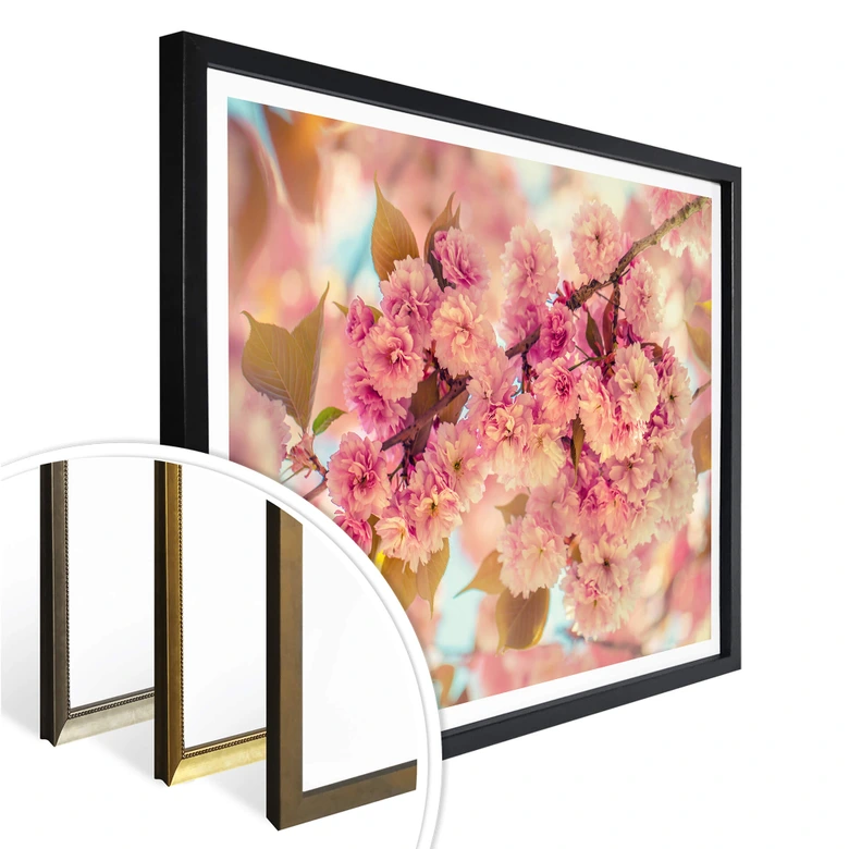 Poster Delgado - Körsbärsblommor 