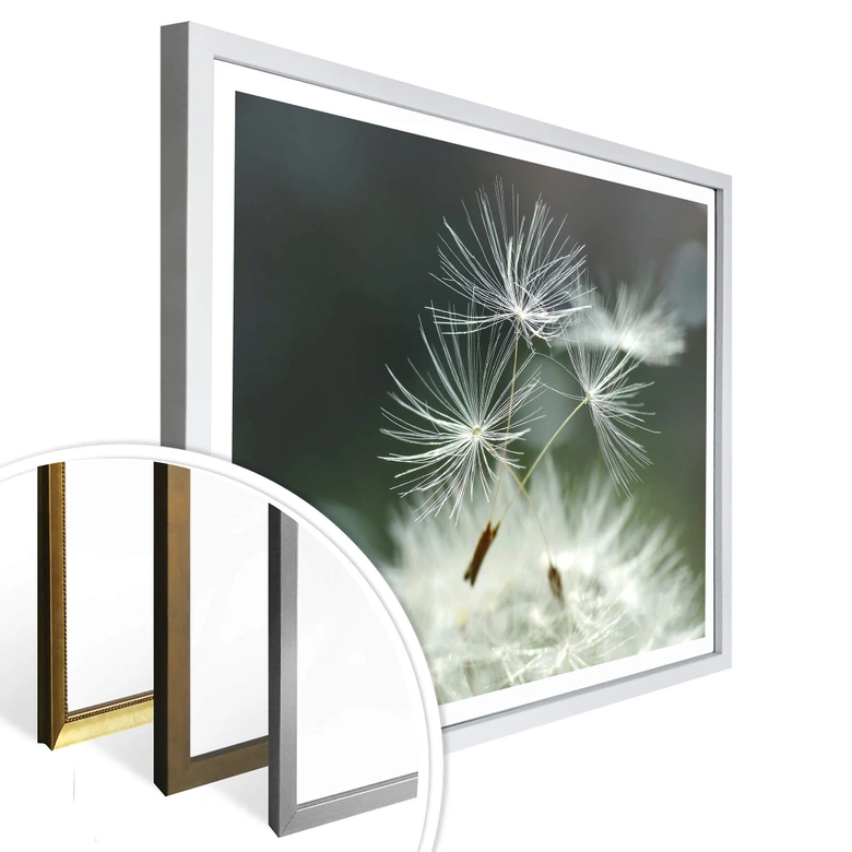 Póster Delgado - Variedad de diente de león 