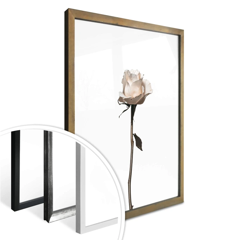 Poster Die weiße Rose 