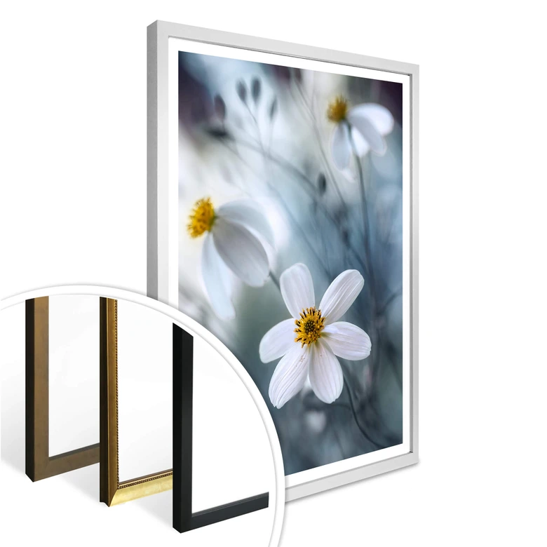 Poster Disher - Die weiße Blüte 