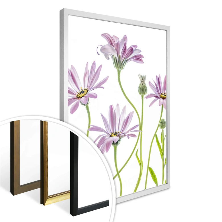 Poster Disher - Gänseblümchen 