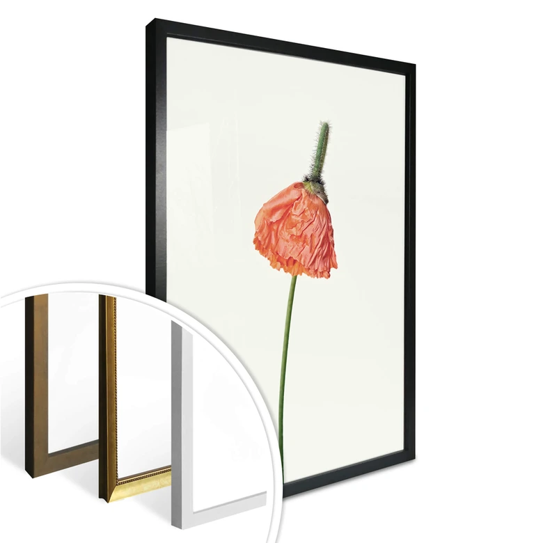 Poster Die rote Blüte 01 
