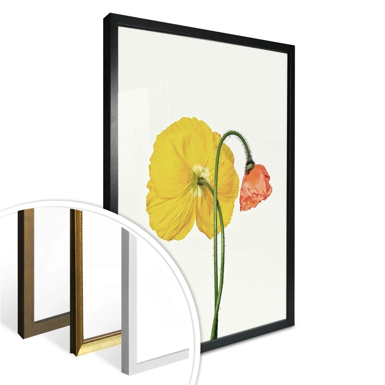 Poster Die rote und gelbe Blüte 
