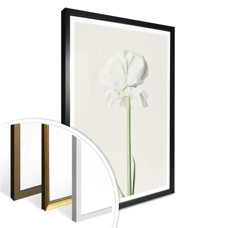 Plakat - Ranunkel 03 