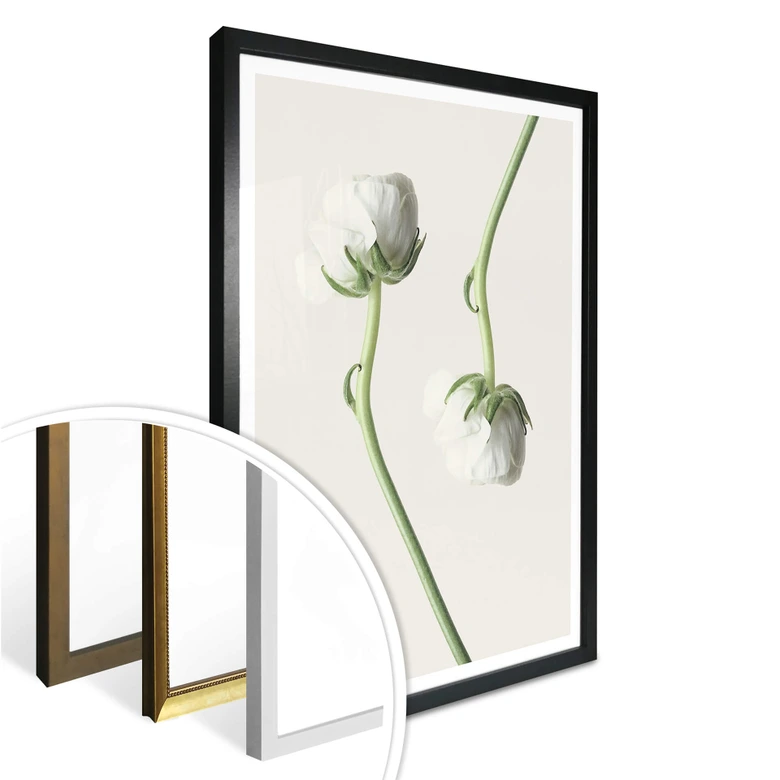 Poster Ranunkel 04 