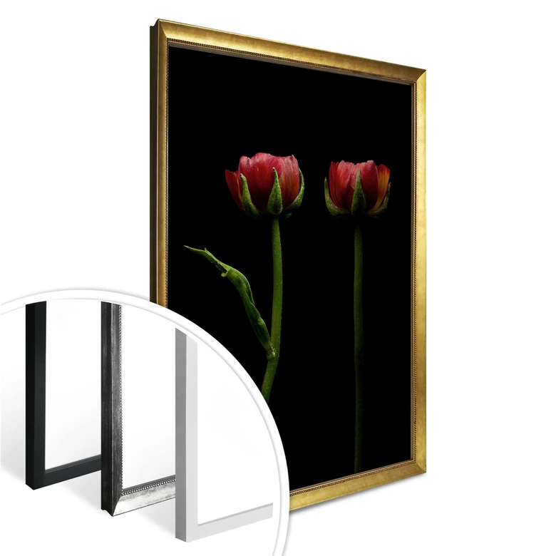 Plakat - To røde ranunkler 
