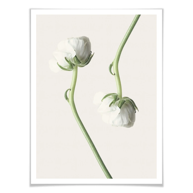 Assortiment affiches avec cadres - Renoncules 