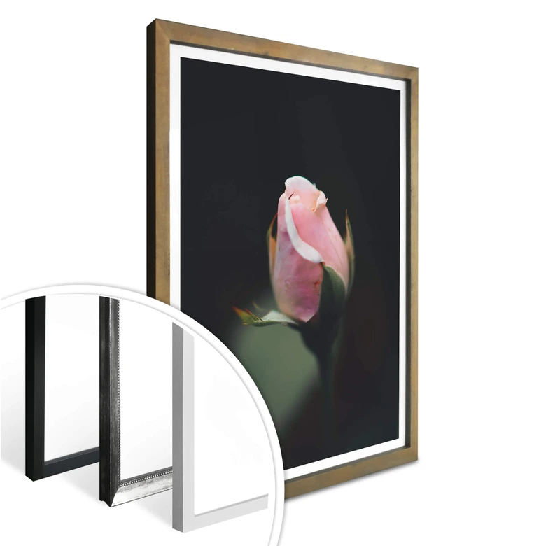 Poster Rosa Blüte einer Rose 