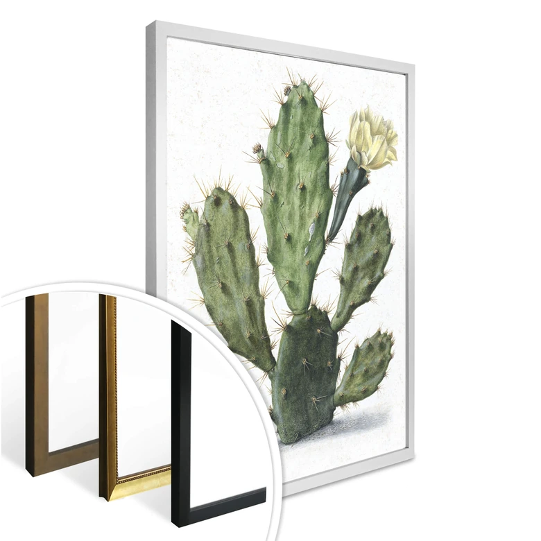 Poster Saftleven - Kaktus 