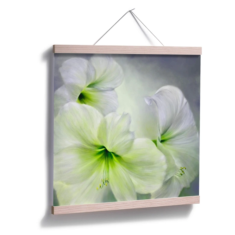 Poster Schmucker - Weiße Amaryllis 
