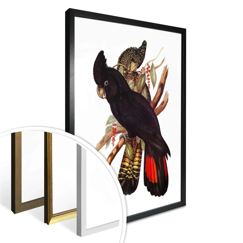 Plakat z czarnym kakadu 