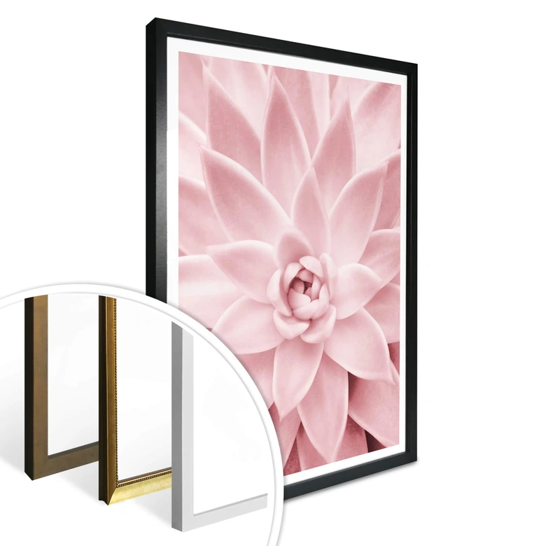 Poster Sisi & Seb - Rosa Sukkulente 